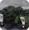 Begonia Solenia Yellow 6 sztuk